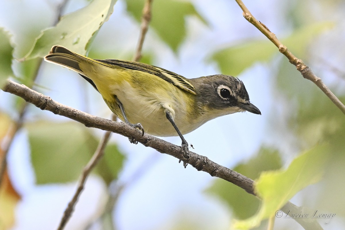 Blue-headed Vireo - ML642424754