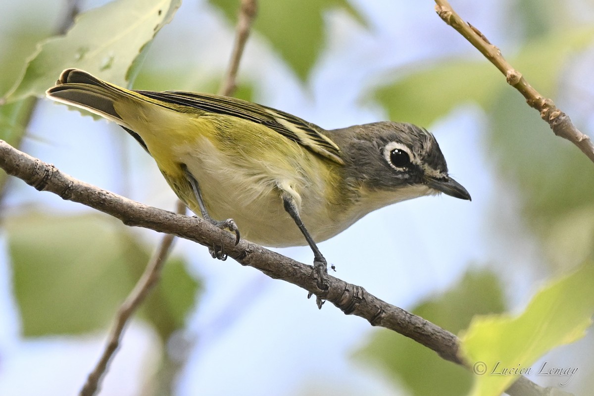 Blue-headed Vireo - ML642424757