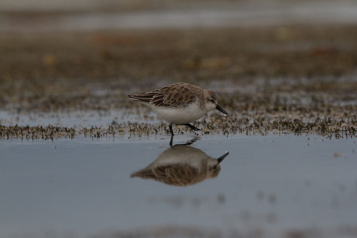 Rotkehl-Strandläufer - ML642424763