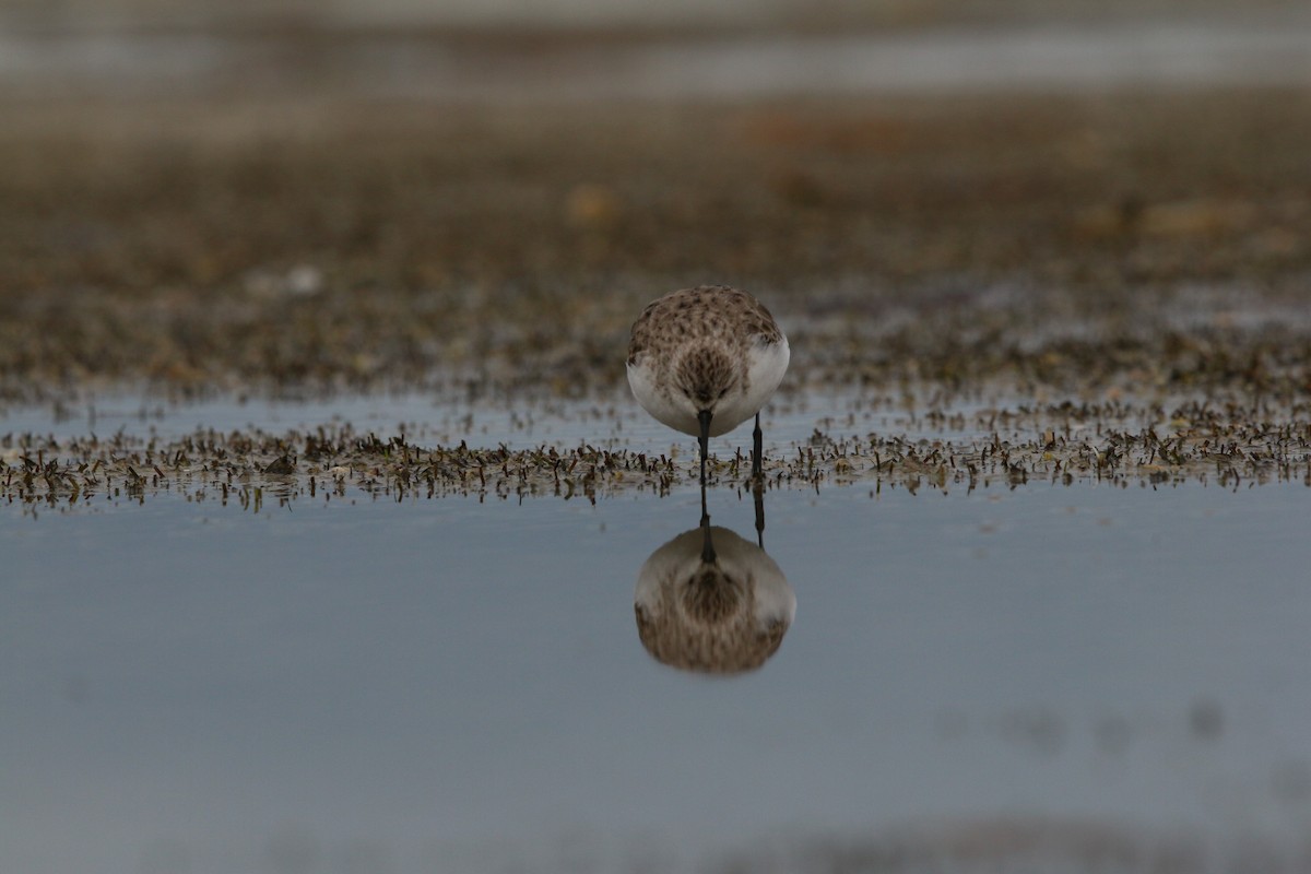 Rotkehl-Strandläufer - ML642424769
