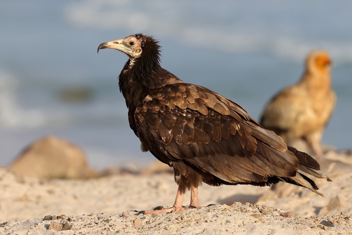 Egyptian Vulture - ML642424777