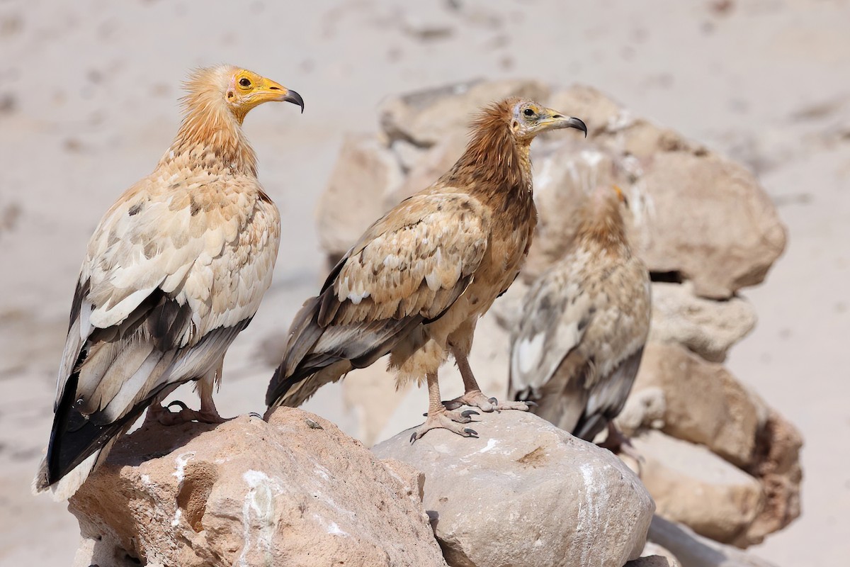 Egyptian Vulture - ML642424778