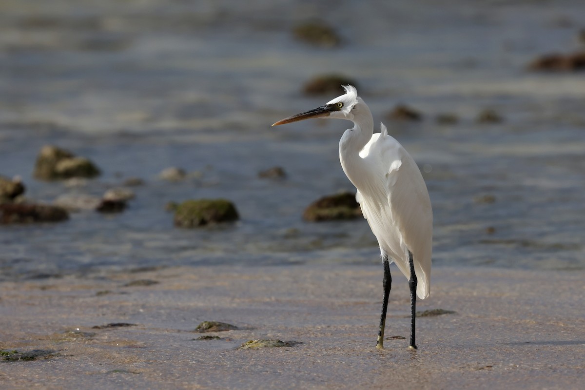 Western Reef-Heron - ML642424831