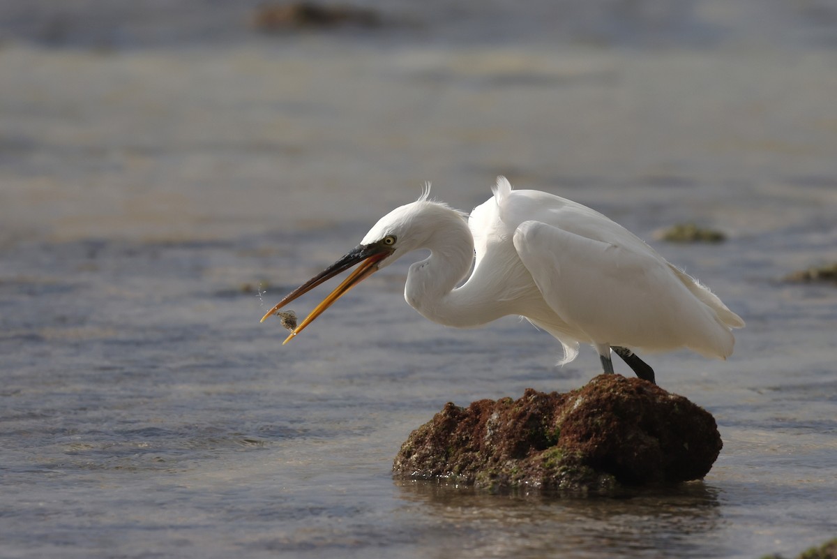 Western Reef-Heron - ML642424832