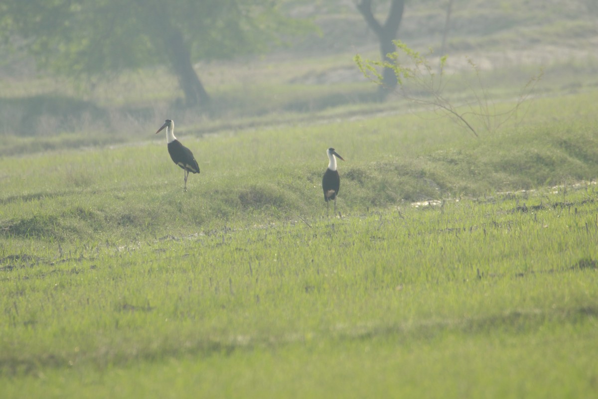 Asian Woolly-necked Stork - ML642424858