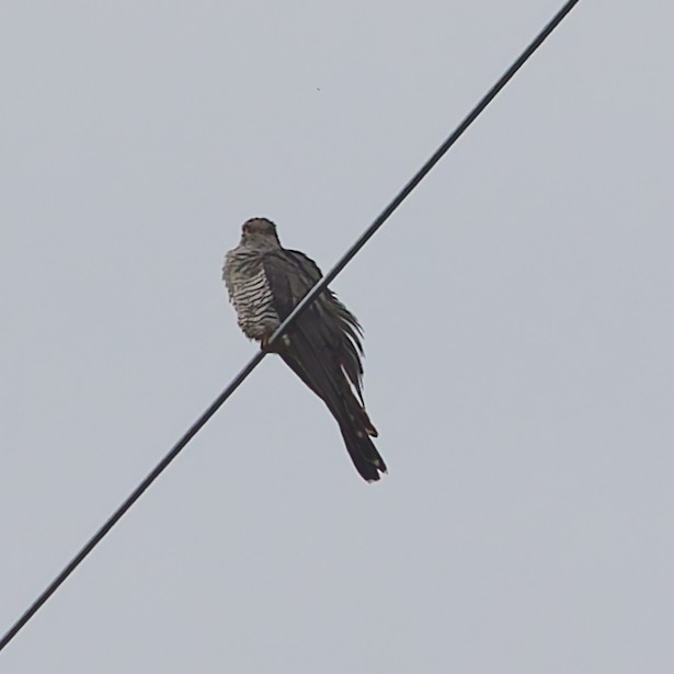 Common Cuckoo - ML642424859