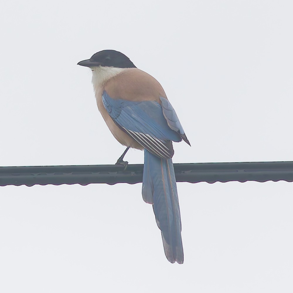 Iberian Magpie - ML642424869