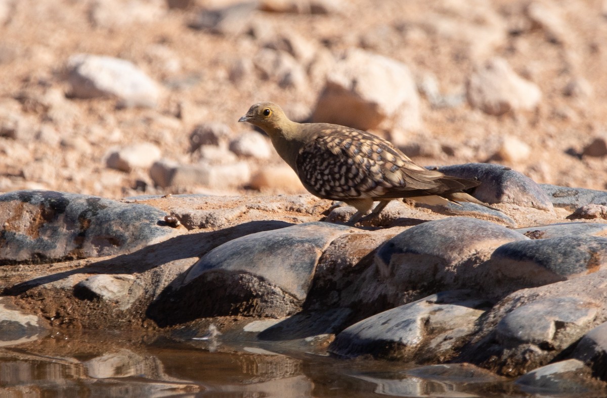 Ganga Namaqua - ML642424921