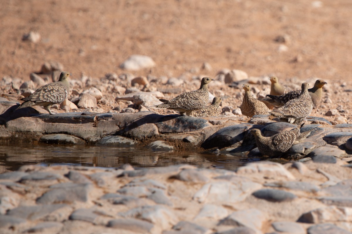 Ganga Namaqua - ML642424922