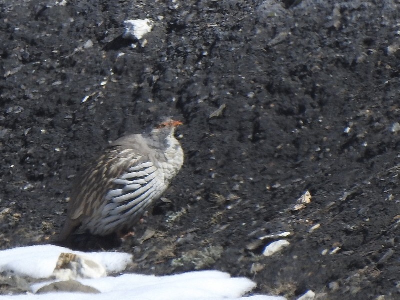 チベットセッケイ - ML642424974