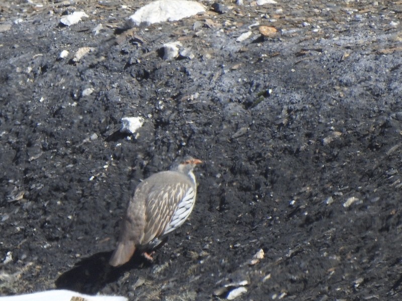 チベットセッケイ - ML642424975