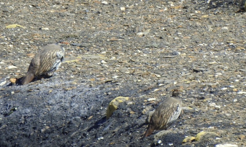 チベットセッケイ - ML642424976