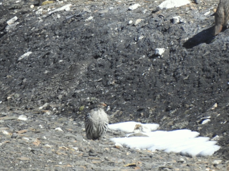 チベットセッケイ - ML642424977