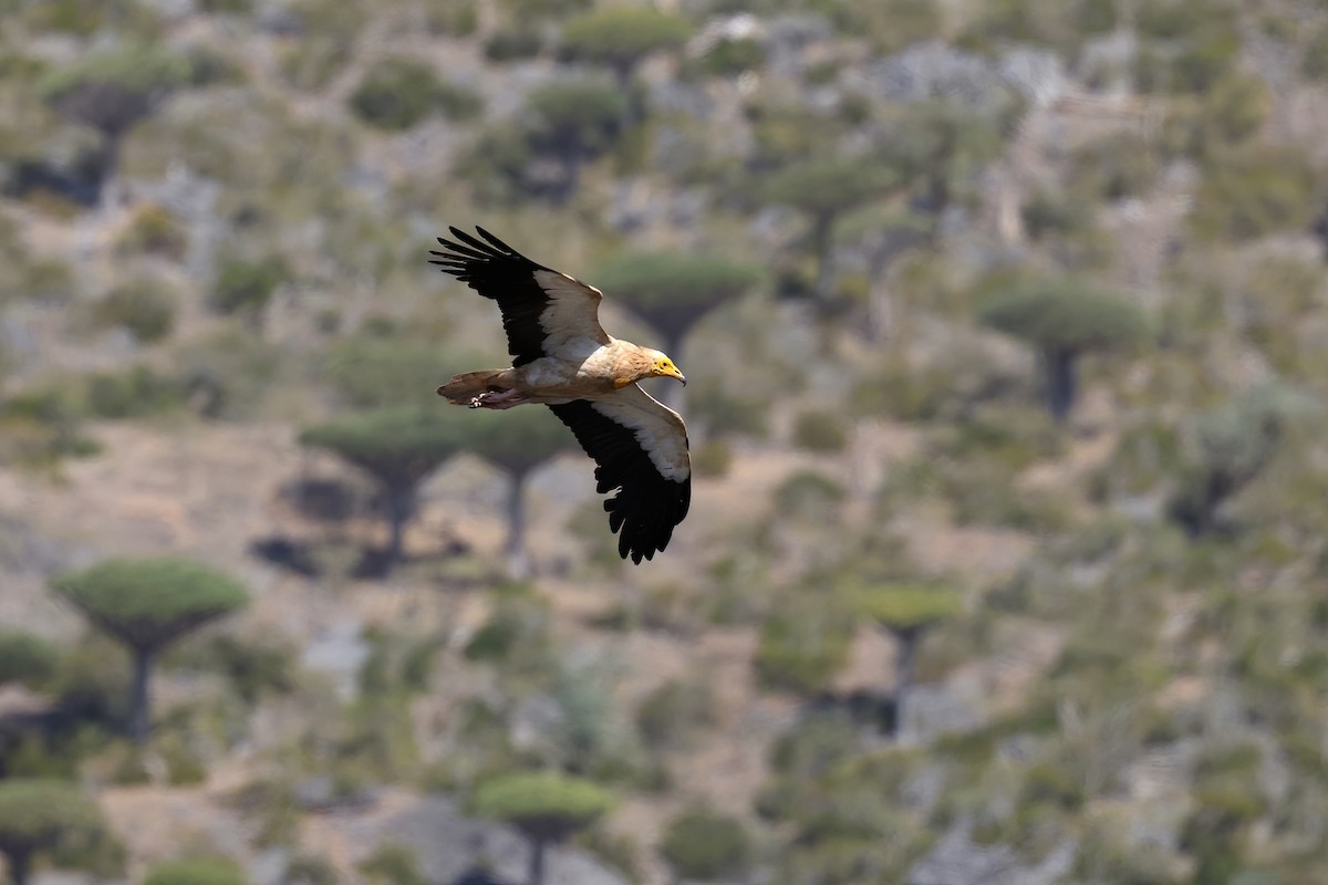 Egyptian Vulture - ML642424978