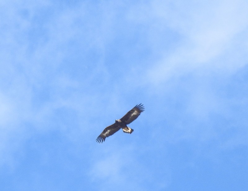 Aquila reale - ML642424987