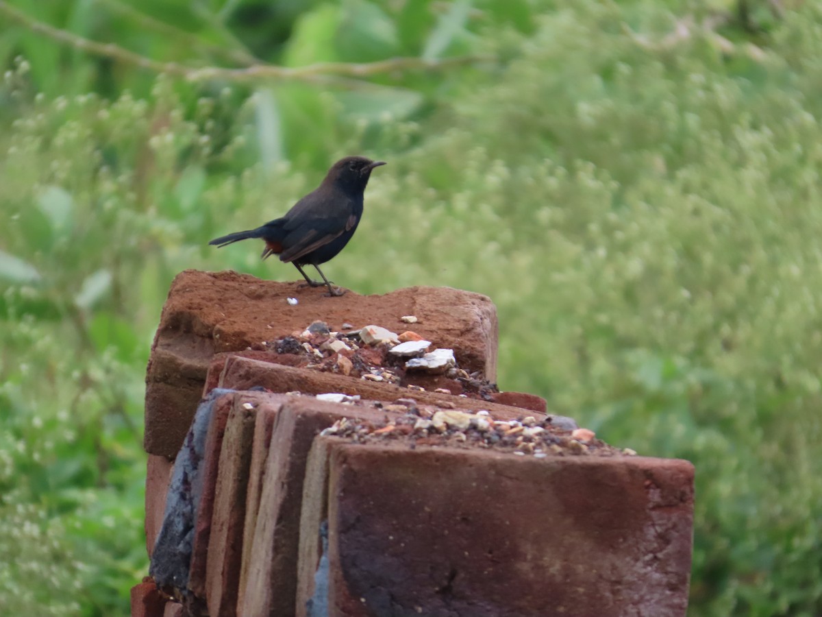 Indian Robin - ML642425028