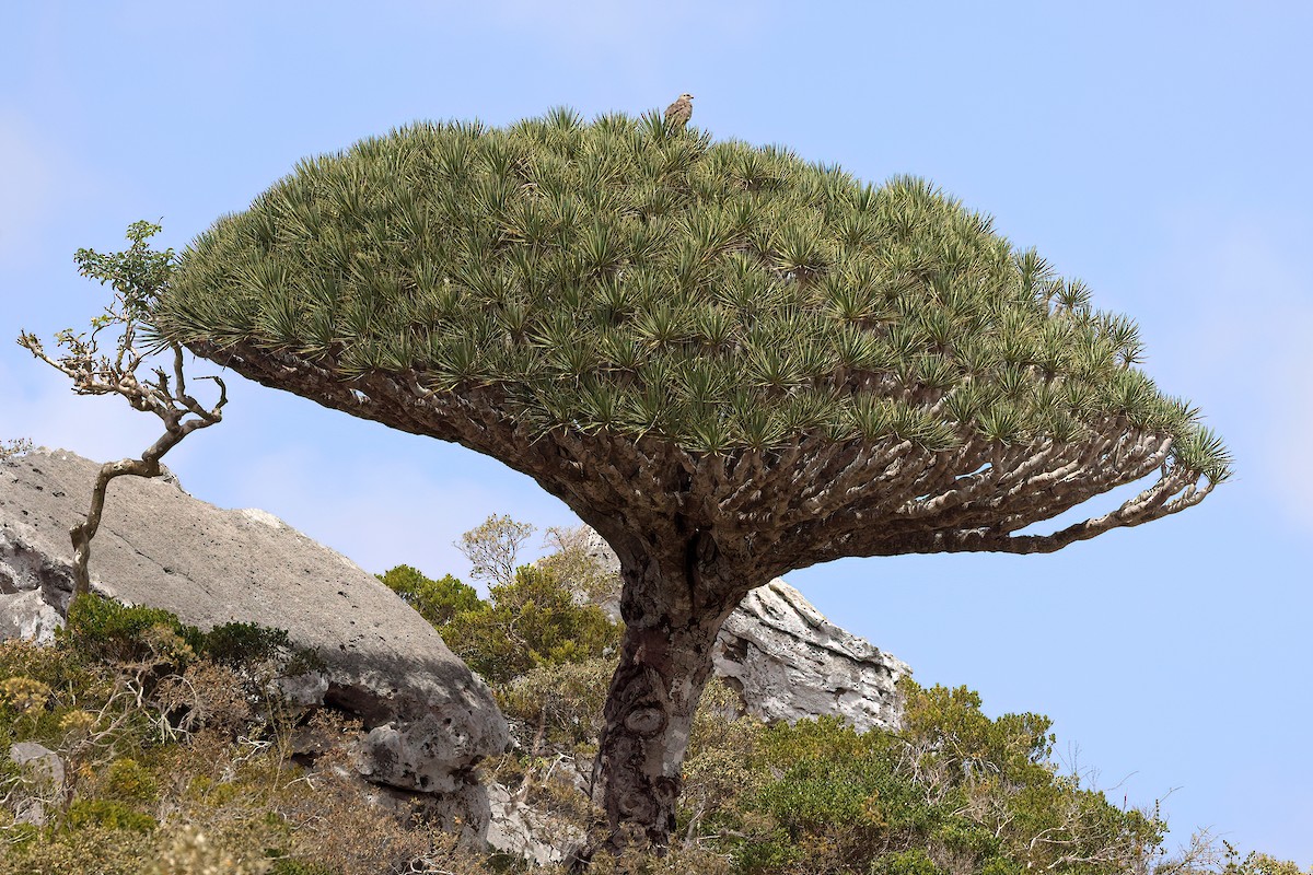 Socotra Buzzard - ML642425041
