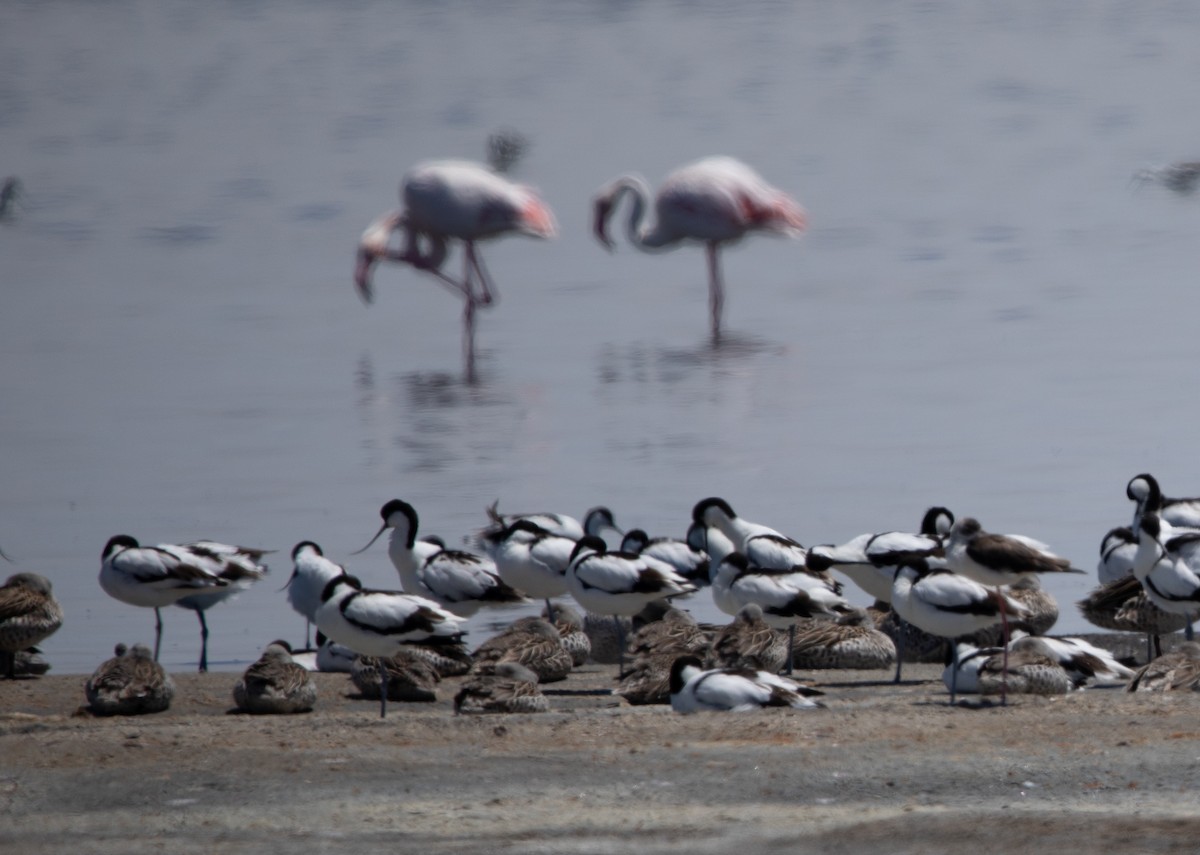 Avoceta Común - ML642425049