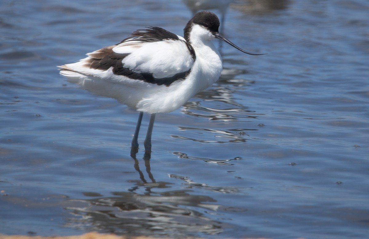 Avoceta Común - ML642425050