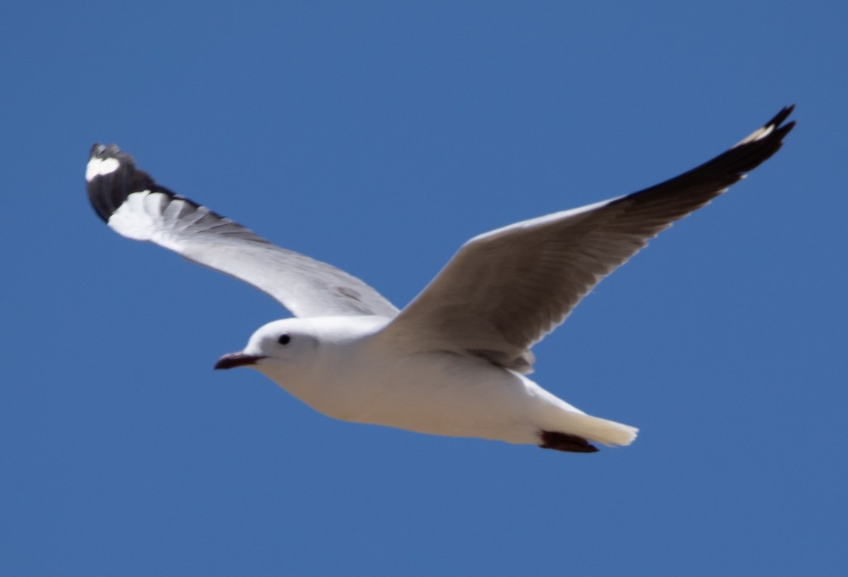 Gaviota Plateada Surafricana - ML642425142