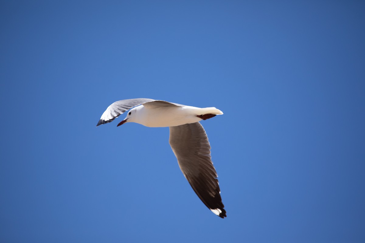 Gaviota Plateada Surafricana - ML642425144