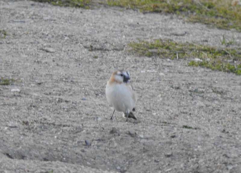 Blanford's Snowfinch - ML642425148