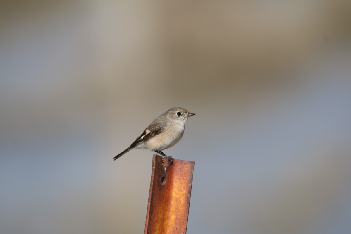 Red-capped Robin - ML642425159