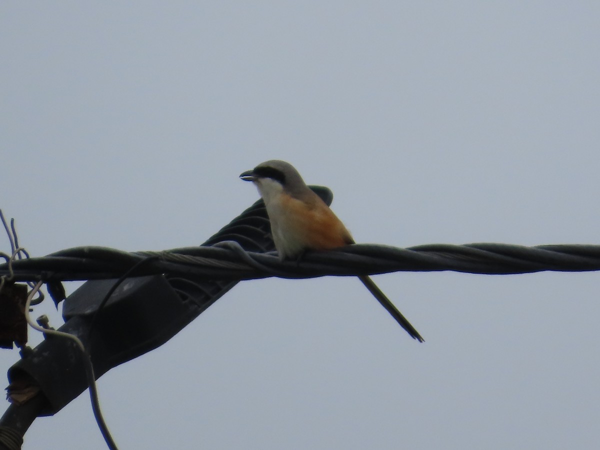 Long-tailed Shrike - ML642425180