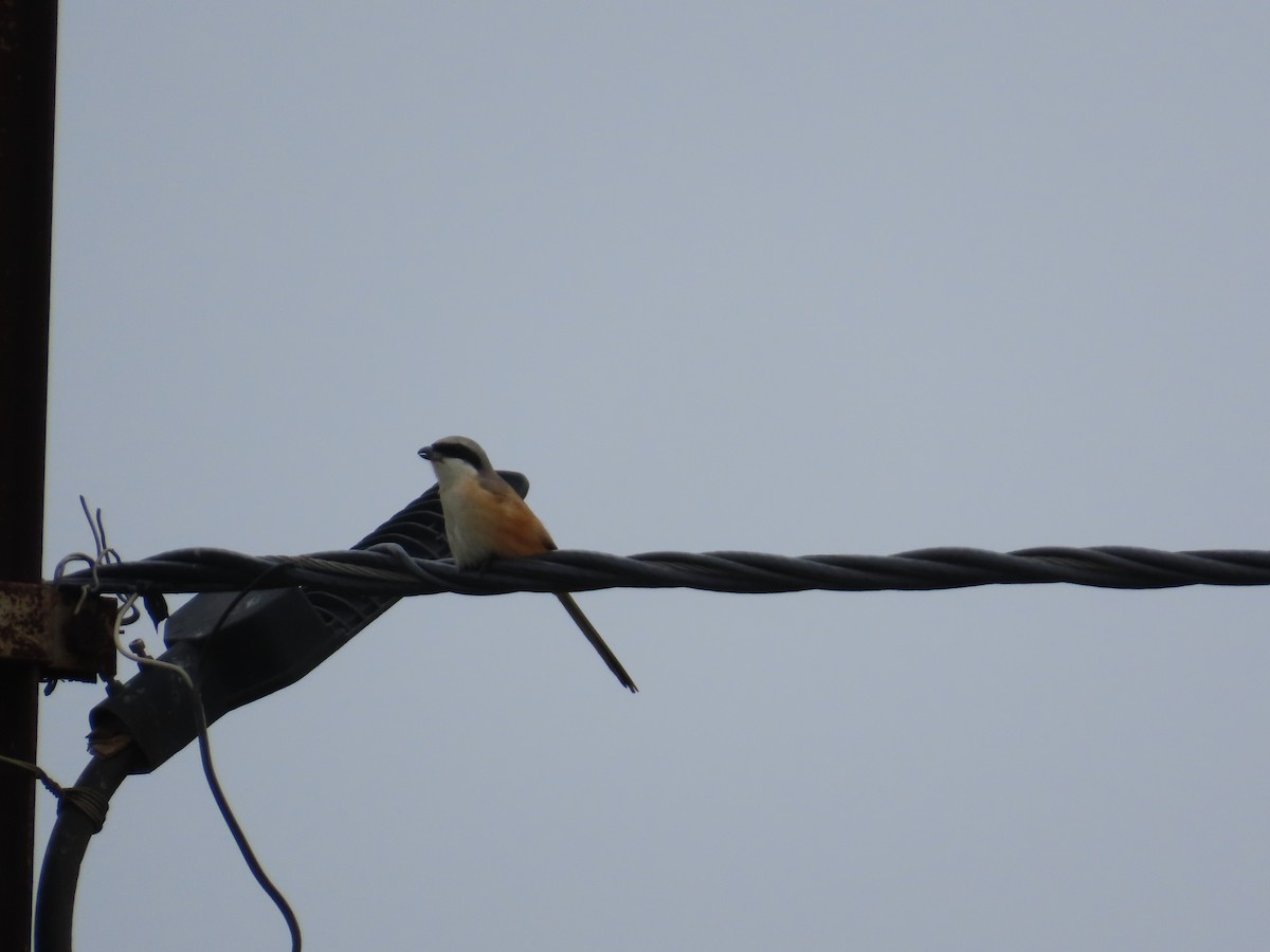 Long-tailed Shrike - ML642425181