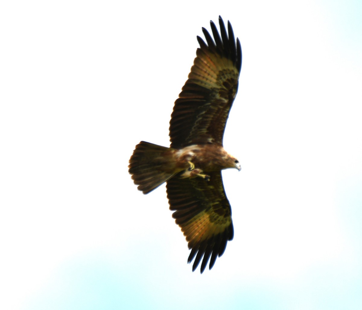 Brahminy Kite - ML642425183
