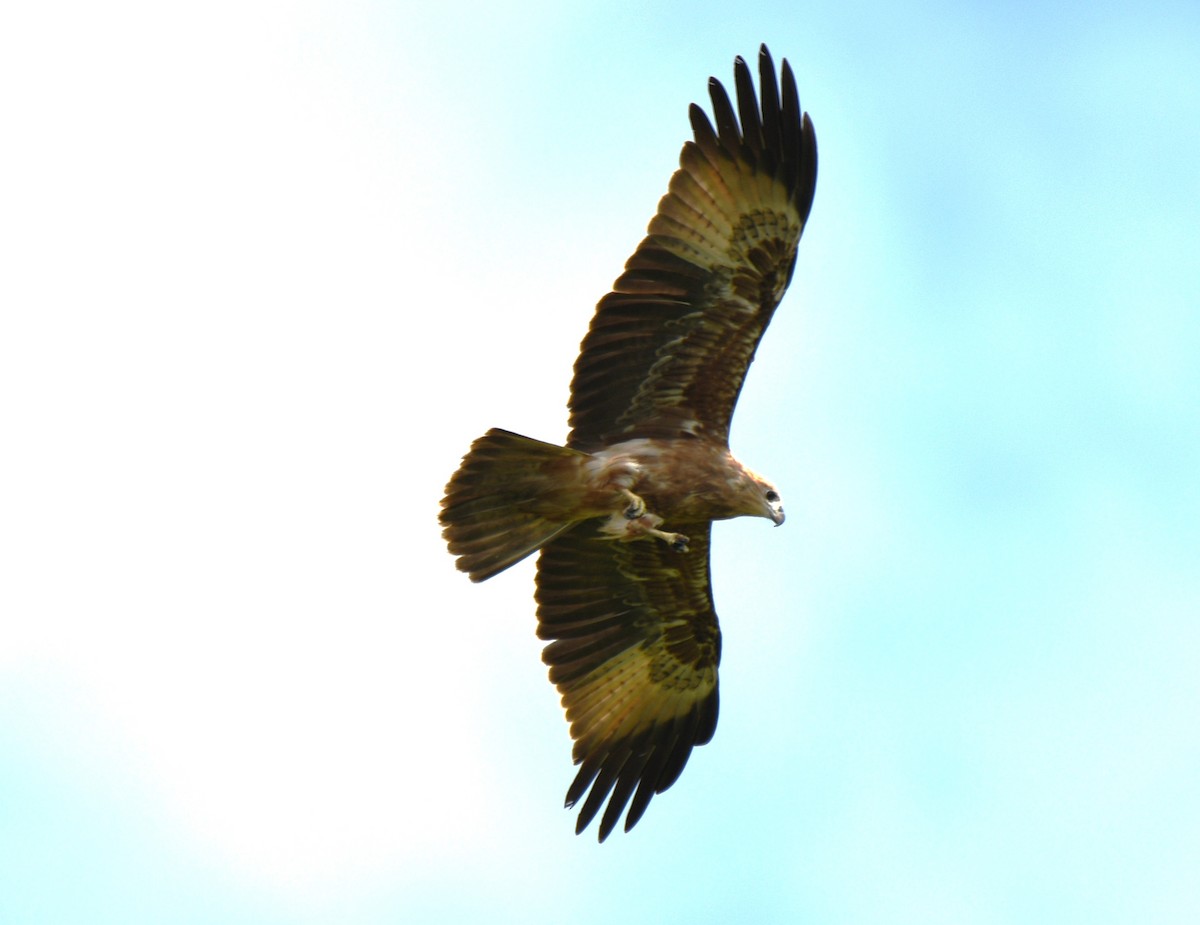 Brahminy Kite - ML642425187