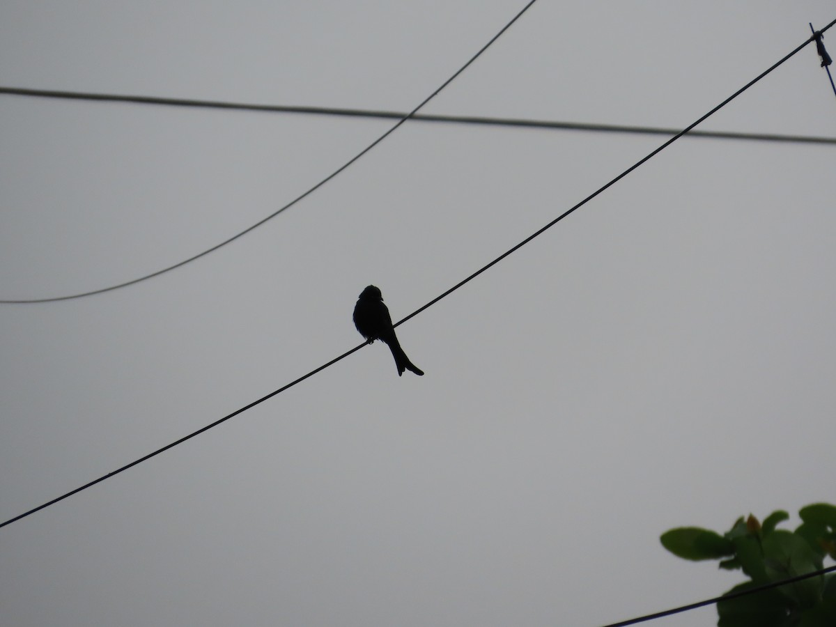 Black Drongo - ML642425188