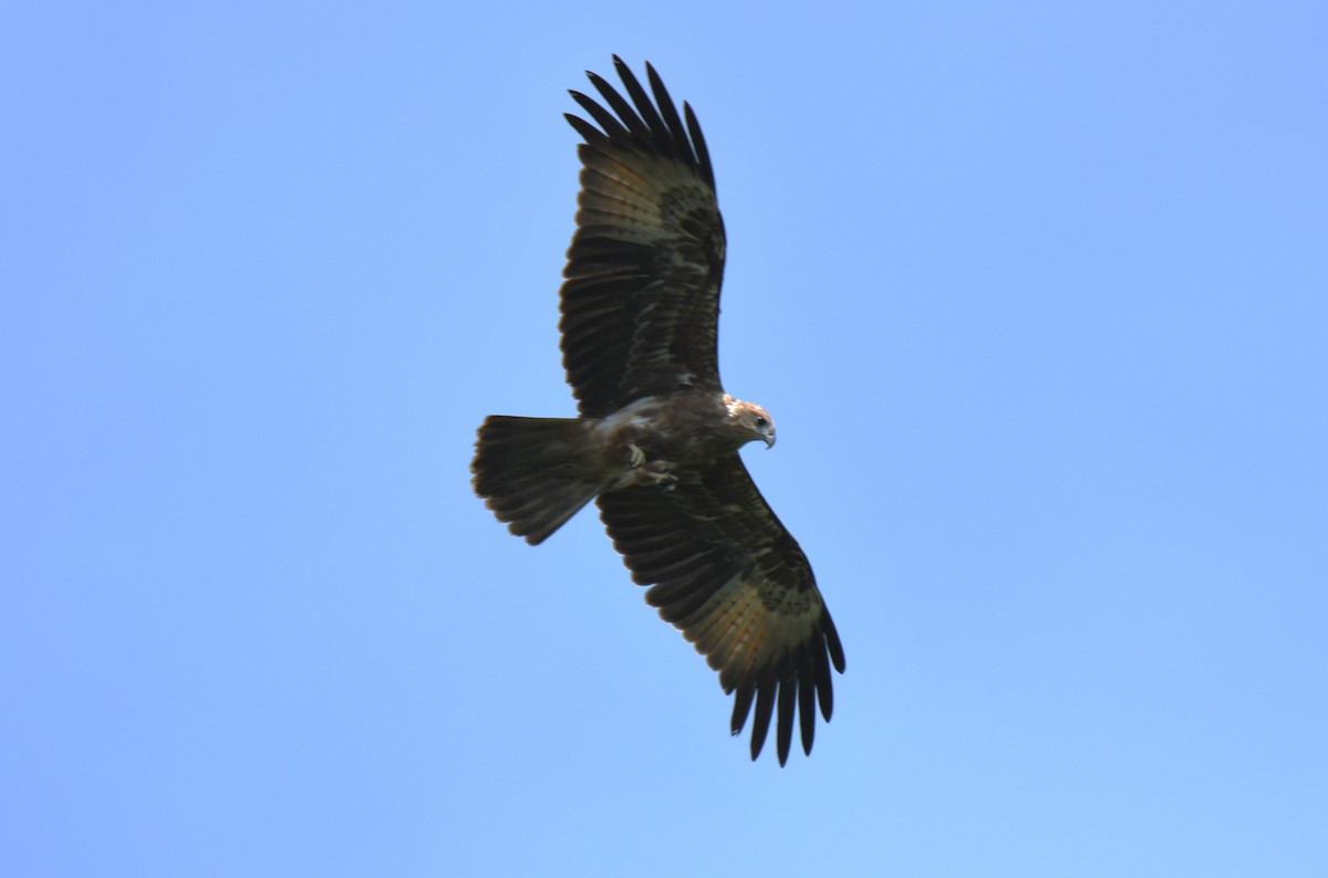 Brahminy Kite - ML642425189