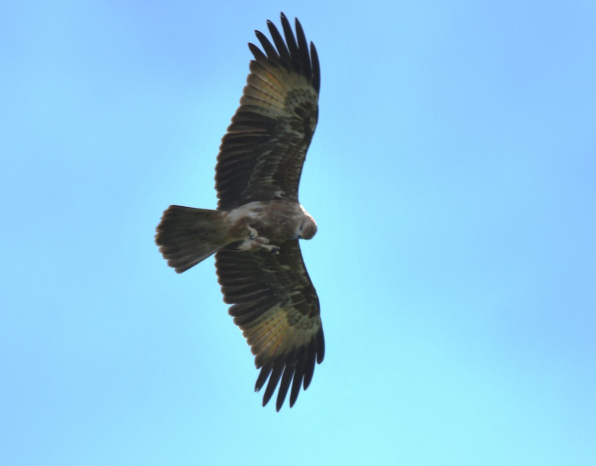 Brahminy Kite - ML642425192