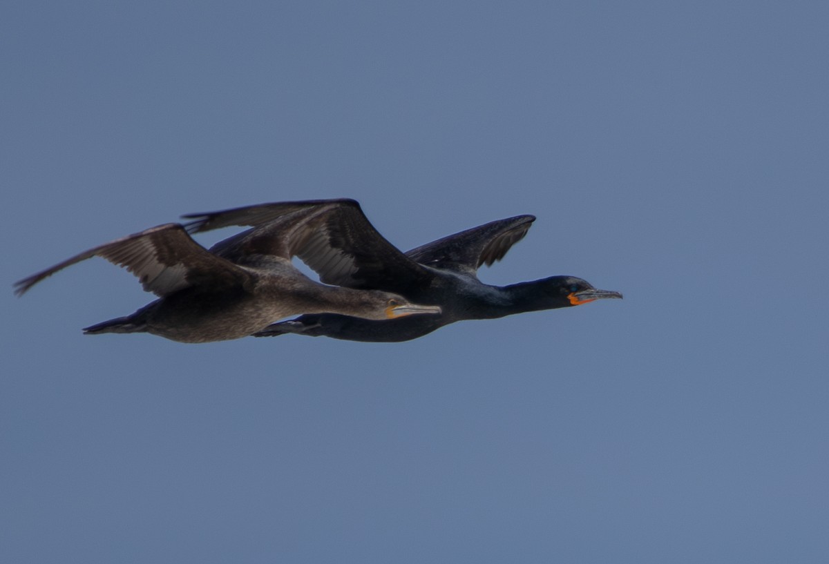 Cormorán de El Cabo - ML642425214