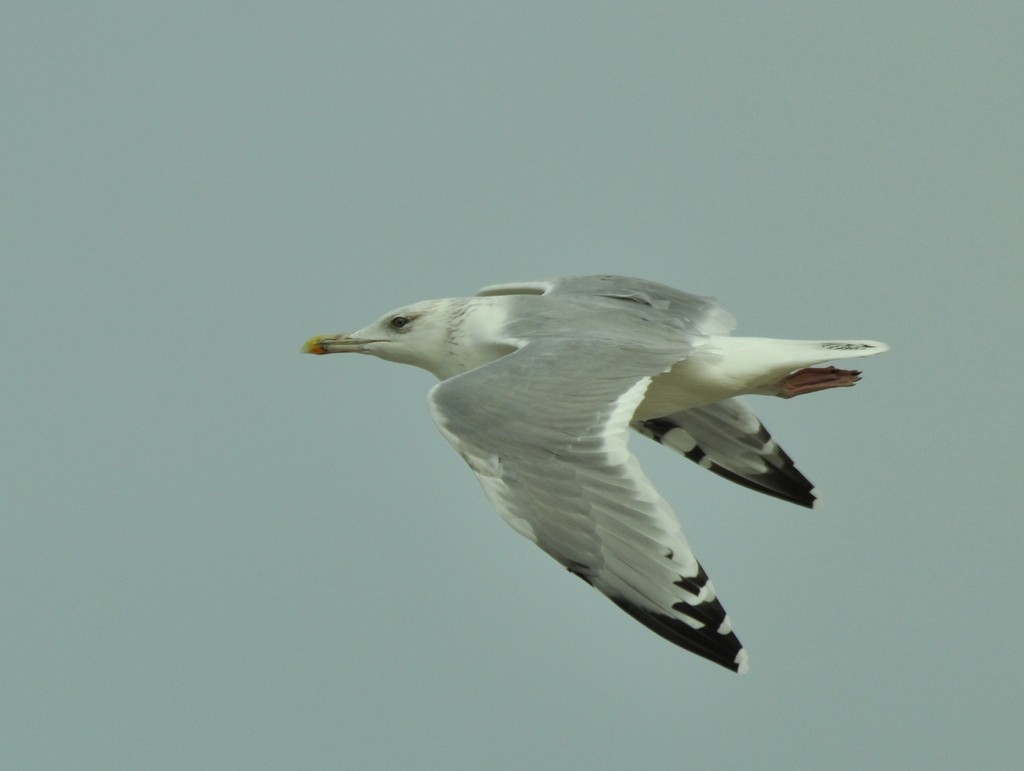 Caspian Gull - ML642425217