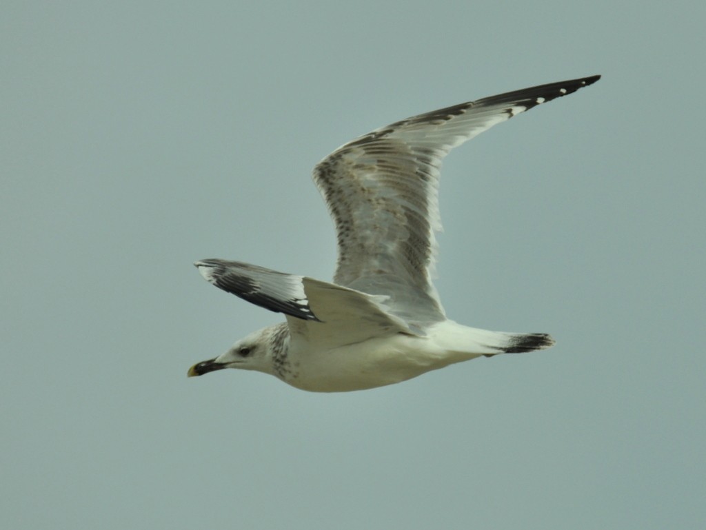 Caspian Gull - ML642425218