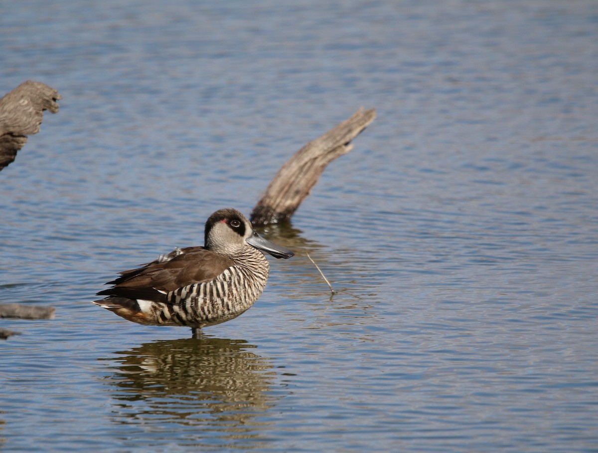 Pink-eared Duck - ML642425219
