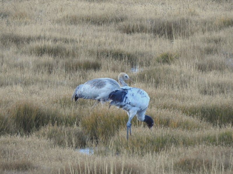Black-necked Crane - ML642425220
