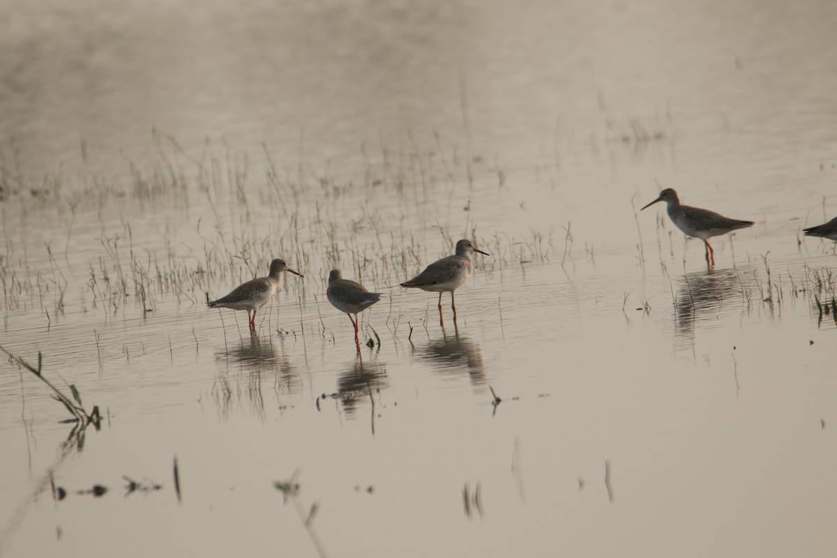Common Redshank - ML642425221