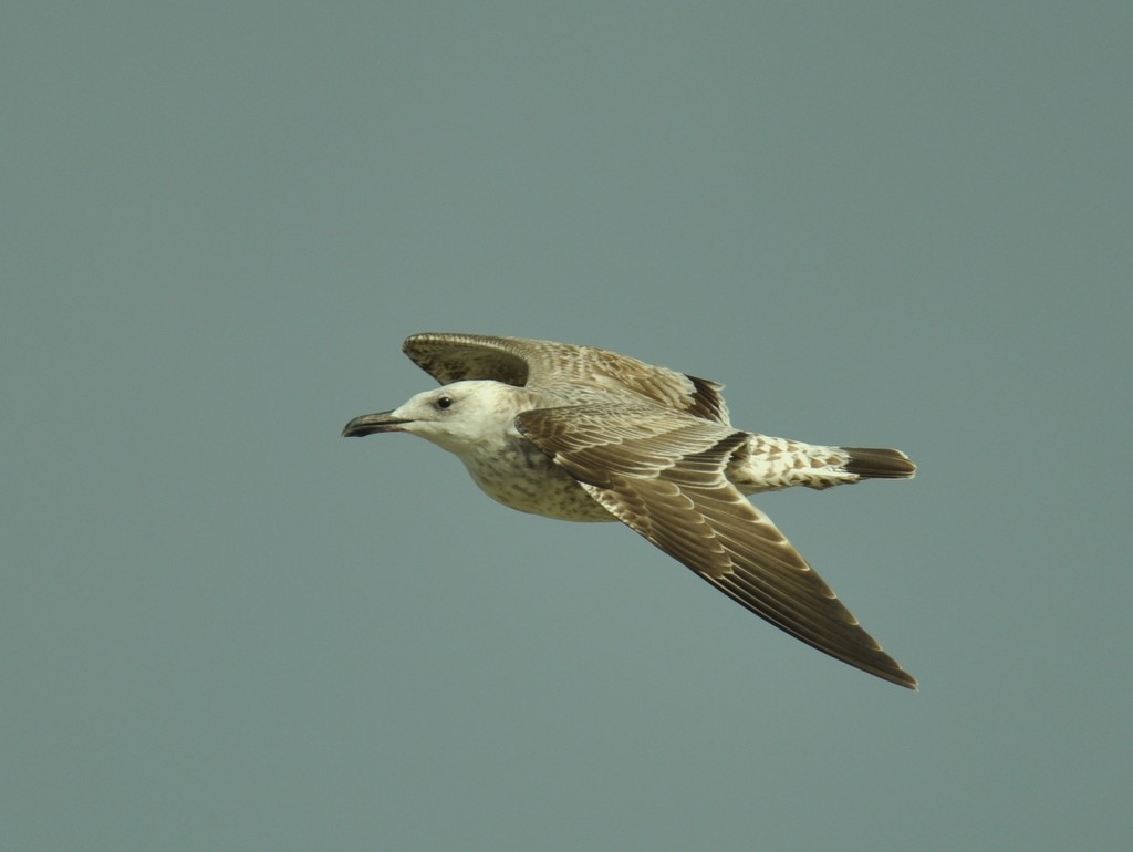 Caspian Gull - ML642425223