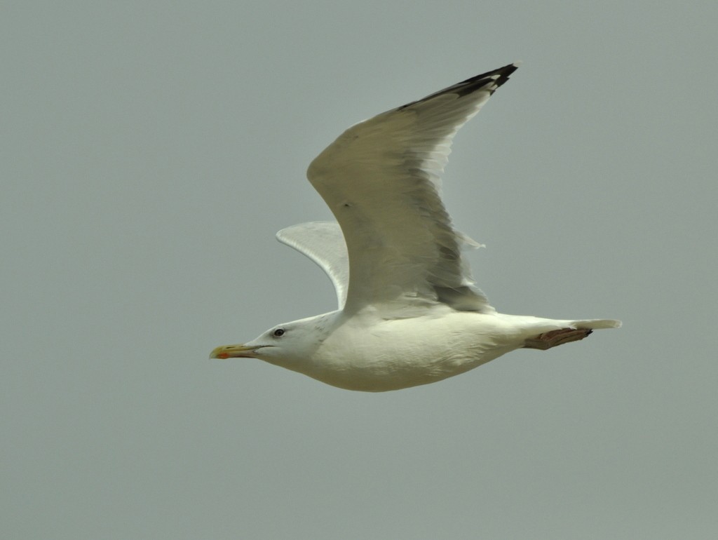 Caspian Gull - ML642425225