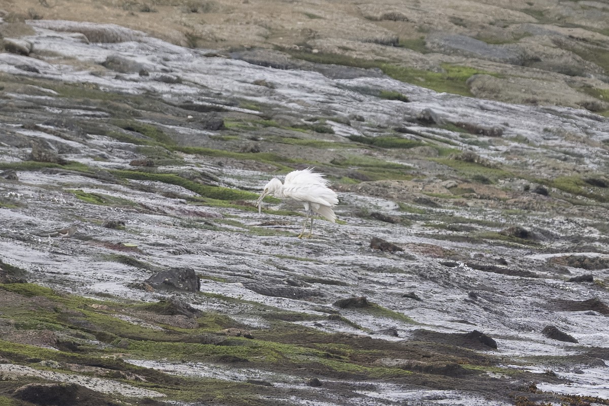 Pacific Reef-Heron - ML642425228