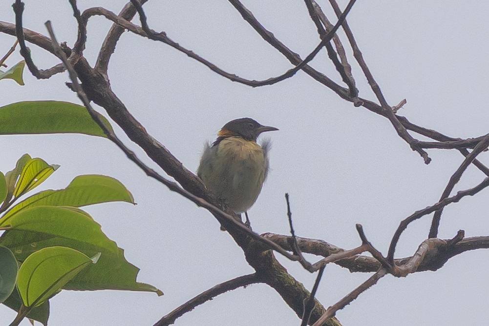 Golden-collared Honeycreeper - ML642425229