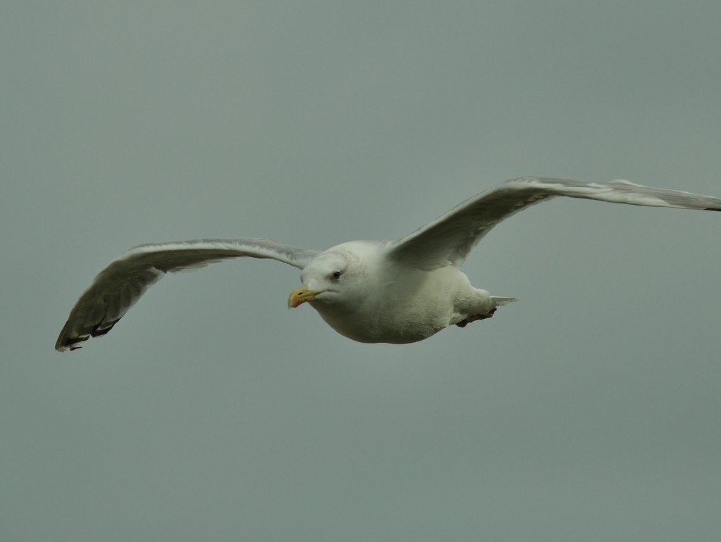 Caspian Gull - ML642425231