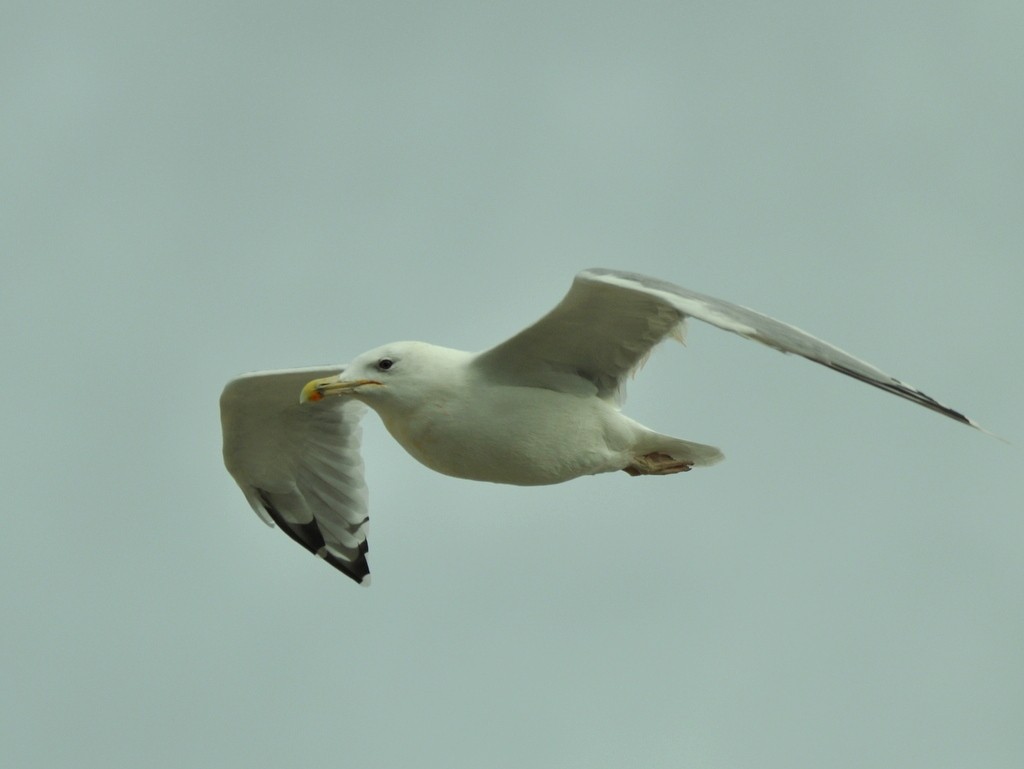 Caspian Gull - ML642425232