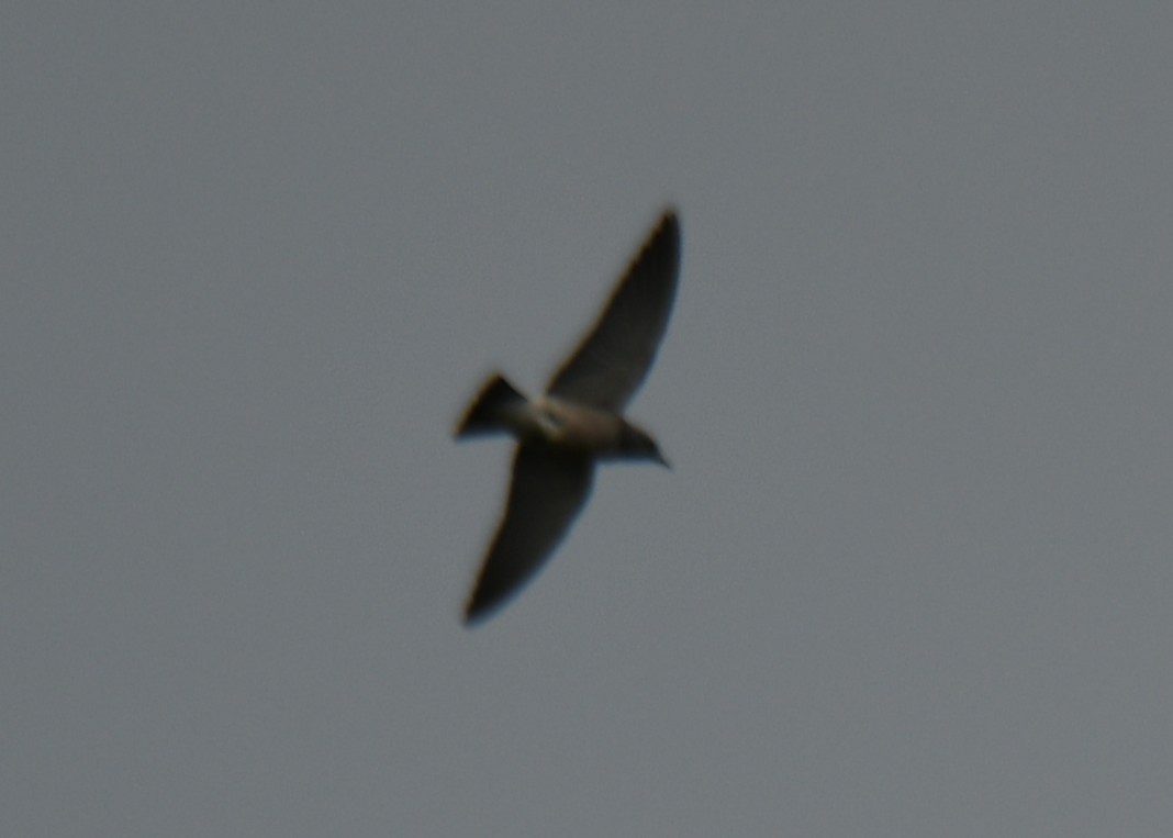 Ashy Woodswallow - ML642425233
