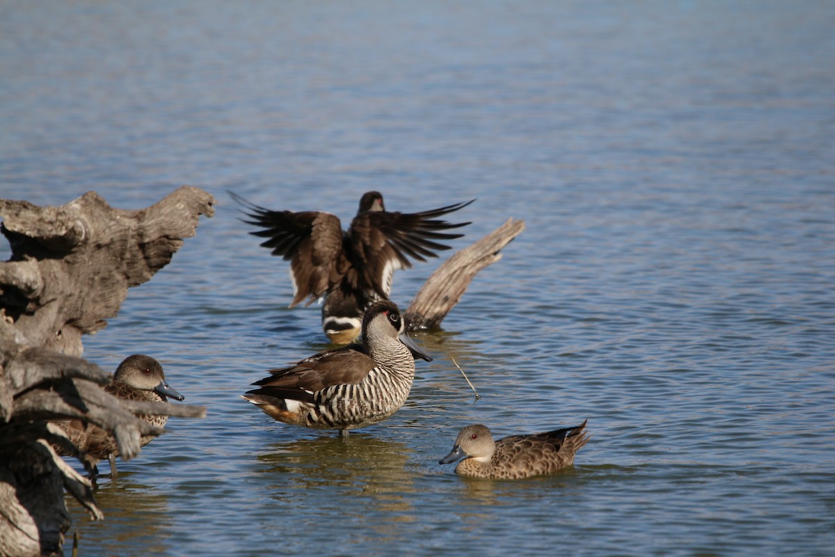 Pink-eared Duck - ML642425234