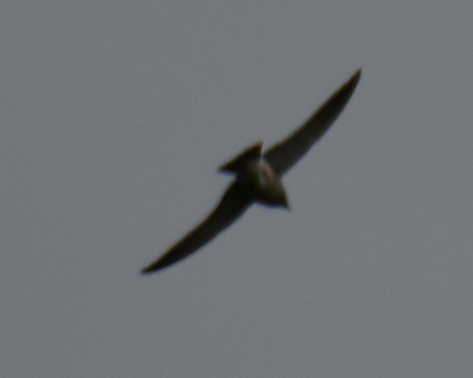 Ashy Woodswallow - ML642425236