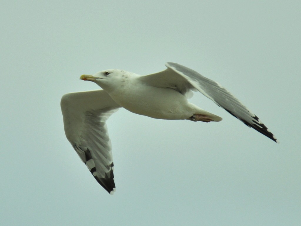 Caspian Gull - ML642425237